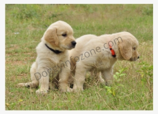 Doggy Info Zone Golden Retriever Puppy - Dog Catches Something