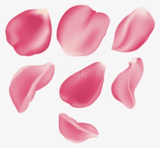 Free Png Download Rose Petal Set Pink Transparent Png - Pink Rose Petal Png