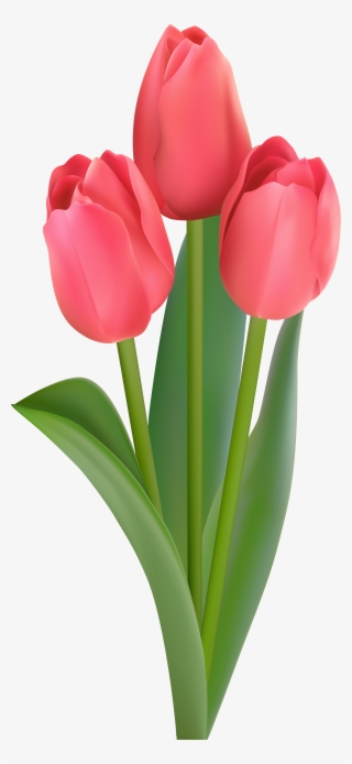 tulips transparent clipart