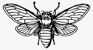 Bee, Honeybee, Insect, Animal Bee Outline, Animal Outline, - Cicada Line Drawing