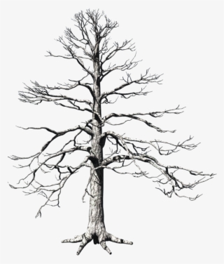 Dead Tree - Pond Pine