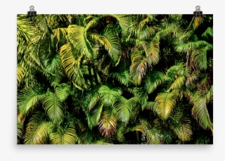 Palmas Mockup Transparent Transparent
