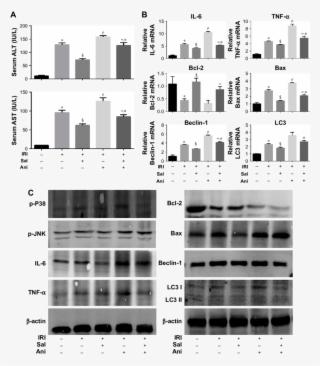 The Protective Effects Of Sal On Hepatic Iri Are Associated - Architecture