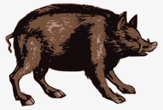 Brown Boar - Punxsutawney Phil