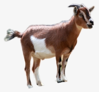 Goat Png Image - Baby Goat Kid Transparent PNG - 1200x1200 - Free