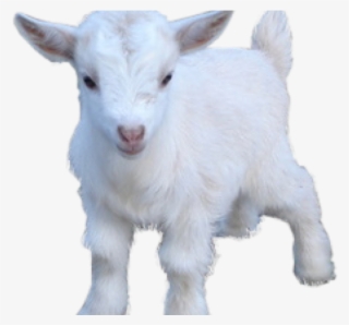 Goat Png Transparent Images - Goat Png