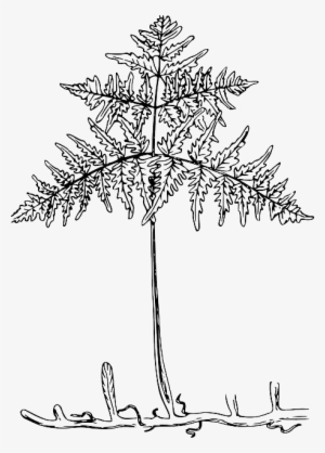 Outline, Tree, Roots, Plant, Leaves, Bracken - Transparent Leaf Roots