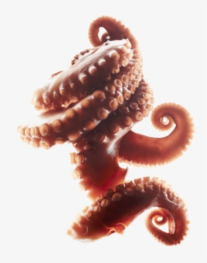 Octopus Tentacles Png Clipart - Octopus Tentacles Curled