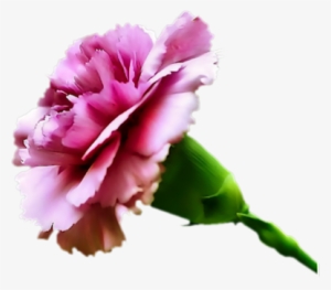Carnation Pink-lg - Carnation Flower