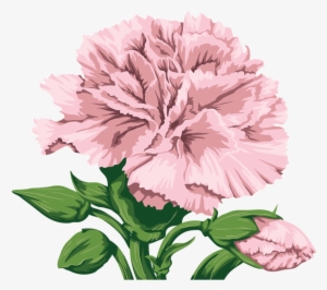 Фото, Автор Soloveika На Яндекс - Transparent Pink Carnation Clip Art