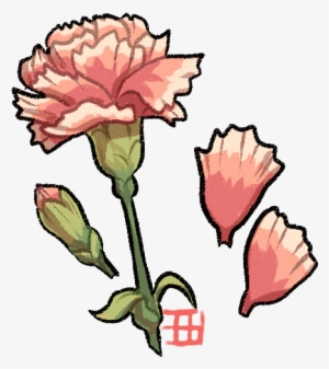 Carnation Flower Drawing - Carnation Drawing