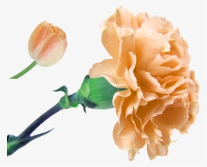 Clip Freeuse Download Flower Bouquet Floristry Artificial - Carnation Flower
