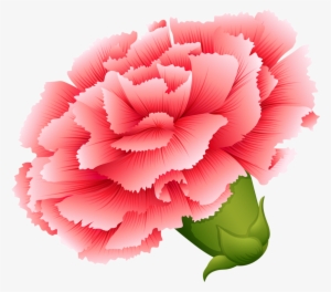 Vector Transparent Download Png Button Flowers And - Carnation Flower Illustration