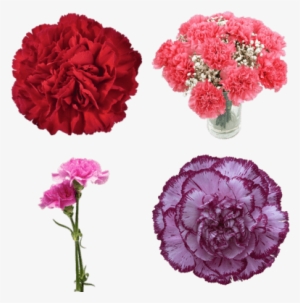 Carnation Blue Copernico