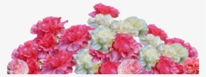 pink,schnittblume,plant - cloves flowers