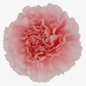 Carnations Doncel - Pink