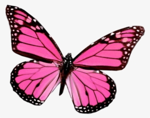 Mariposa Png De Juli González- - Pink Butterfly