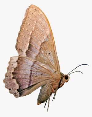 Mariposa Nocturna - Mariposas Nocturnas Png