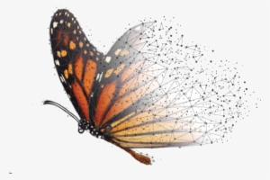 Fondo Monarca Tiene El Objetivo De Impulsar La Conservación - Fondo Mariposa Monarca
