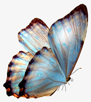La Lengua De Las Mariposas - Butterflies Png