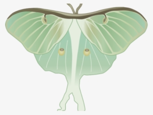 Luna Moth Clipart Transparent - Luna Moth Png