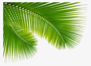 Palm Tree Leaf Png Clip Art Escobar Cleaning Services - Palm Leaf