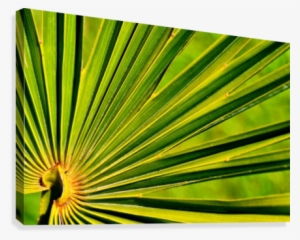 Palm-tree Leaf 1 Canvas Print - Saw Palmetto