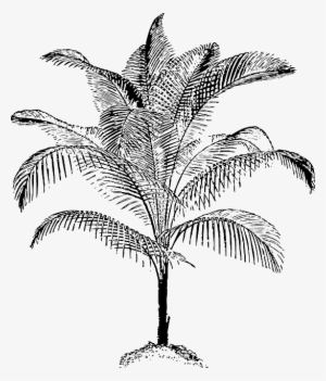 Black, Food, Fruit, Outline, Leaf, Palm, Tree, White - Palm Vector