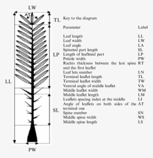 3 Detailed Morphological Traits Of Date Palm Tree Leaf - Document