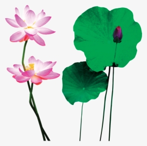 This Graphics Is Pink Lotus Cartoon Transparent About - Sacred Lotus