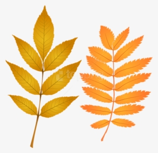 Free Png Download Fall Leaves Clipart Png Photo Png - Autumn