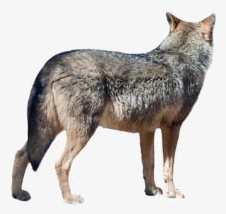 Wolf With White Background