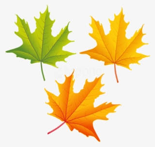 Free Png Download Set Of Autumn Leaves Clipart Png - Autumn Leaves Clipart Png