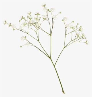 Plant - White Flower Aesthetic Png