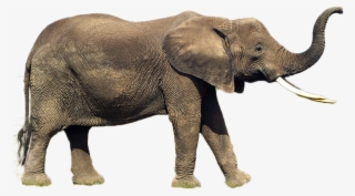 Elephant Png Image - Indian Elephant