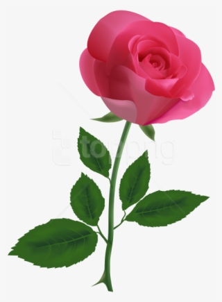 Free Png Download Pink Rose Clipart Clipart Png Photo - Pink Rose Transparent Background