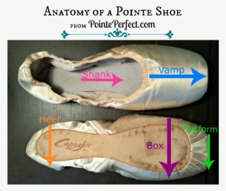 Anatomy Of A Pointe Shoe - Bloch Pointe Shoes Size Chart Width