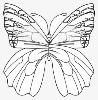 Flower Butterfly Black White Line Art 555px - Pieridae