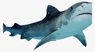 Shark Png Transparent Images - Transparent Background Shark Png