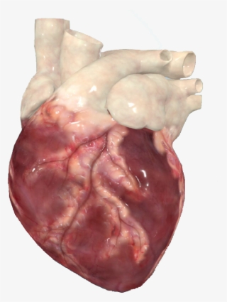 Pathology 3d Is A Unique Program That Enables Students - Liver