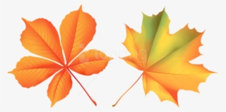 Free Png Download Autumn Leaves Clipart Png Photo Png - Maple Leaf