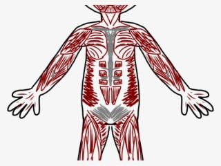 Skeleton Head Clipart Skelton - Human Body Systems Clip Art