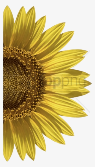 Free Png Sunflower Png Png Image With Transparent Background - Girasoles Para Invitaciones Png