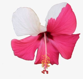 Ibisco Roxa E Branca Com Fundo Transparente Png - Chinese Hibiscus