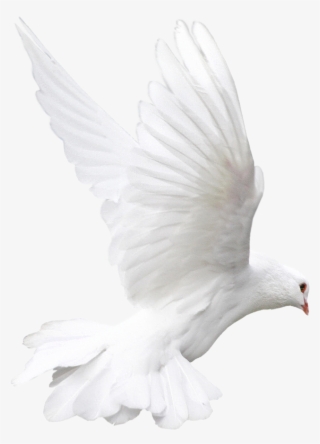 White Flying Pigeon Png Image - Almavision