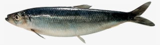 Found At Depths Down To 200 Metres In The North Sea - Herring In Sea