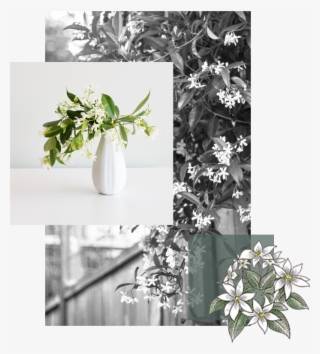 Explore Blooming Jasmine - Bouquet