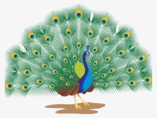Peacock Clipart Peacock Dance - Peacock With White Background