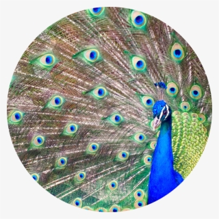 The Little Ponderosa Zoo And Rescue Has An Amazing - Peafowl