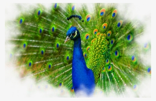 Share This Image - Peacock Psd